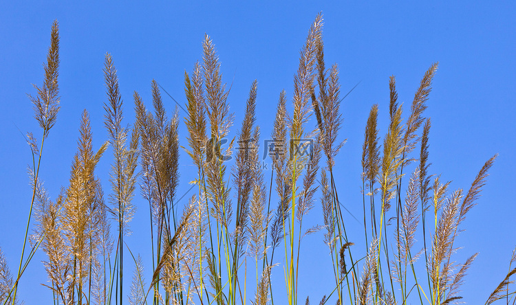 大叶片的草在蓝蓝的天空下