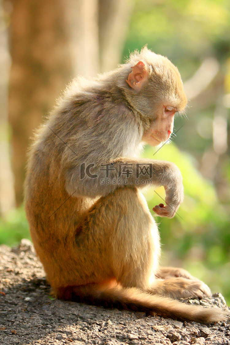 九龙锦山郊野公园的灵猴