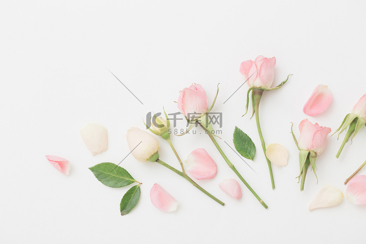 白纸背景上的粉红和白花