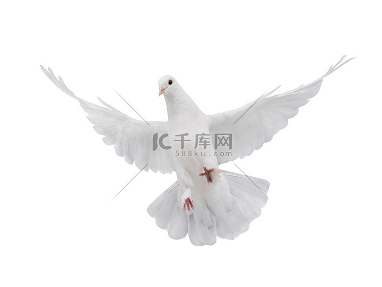 自由飞翔的白鸽被孤立在白色的背