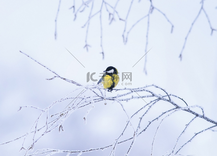 美丽的小鸟山雀在冬季公园坐在树