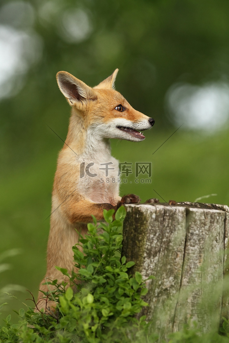 狐狸狐狸狐狸在欧洲随处可见。欧