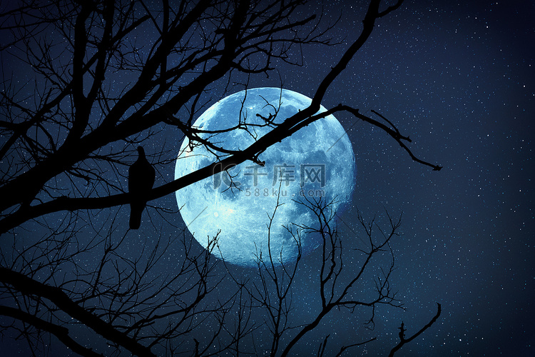 树的剪影与鸟在它和月亮在星罗星