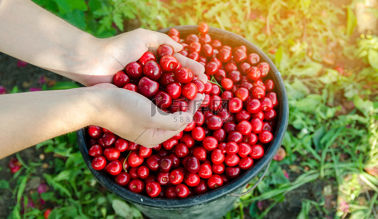 成熟的红色樱桃在农民手中。夏天