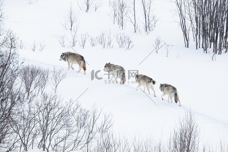 狼群在冷的景观中运行