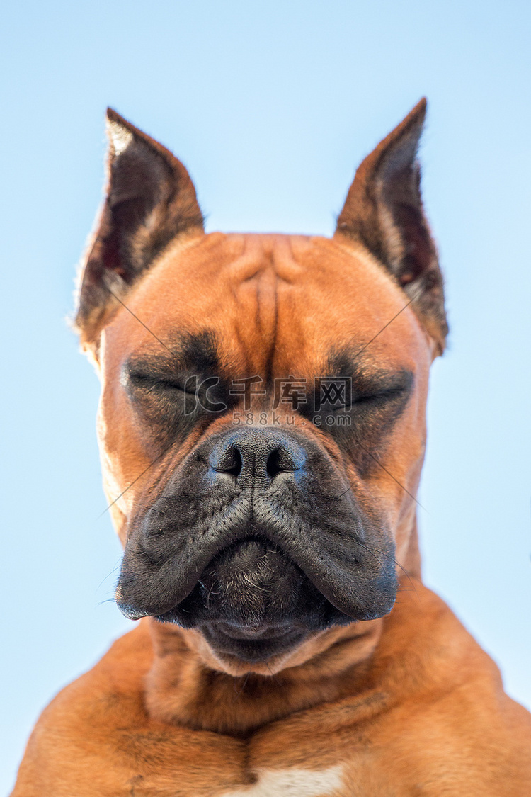 一个美丽的拳击手犬种的肖像