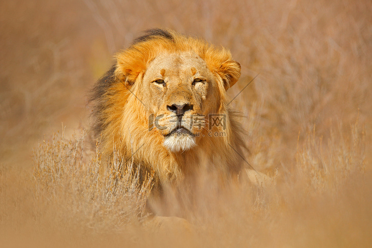 非洲狮子。Kgalagadi黑