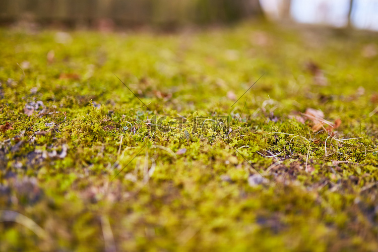 森林里新鲜的苔藓。草上浓密的绿