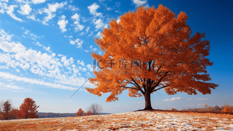 晴空下秋天的枫树摄影