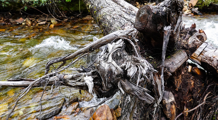 西藏森林里流淌的溪水与枯木摄影
