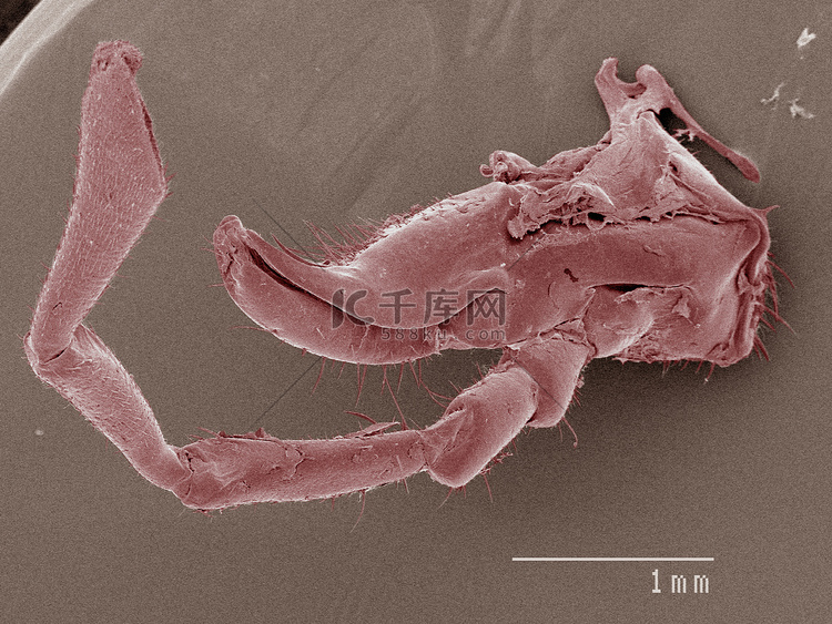 家蟋蟀嘴部的彩色扫描电子显微镜
