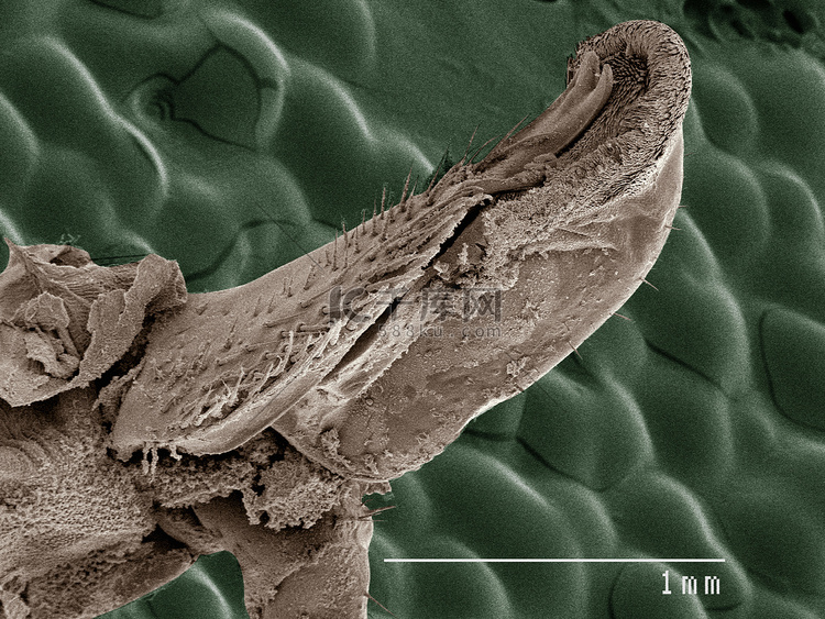 美国蟑螂口器的彩色扫描电子显微