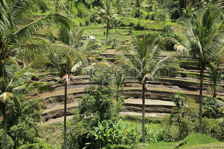 巴厘岛的稻田和棕榈树