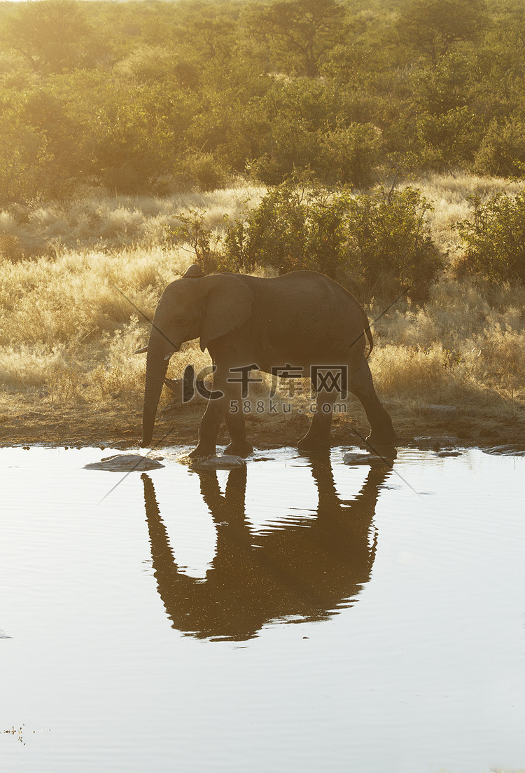非洲象在水坑喝水埃托沙国家公园
