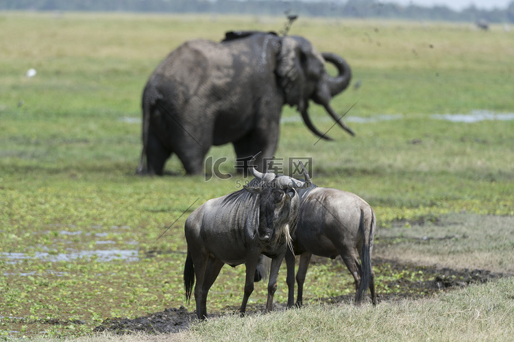 野兽和非洲象安博塞利国家公园肯