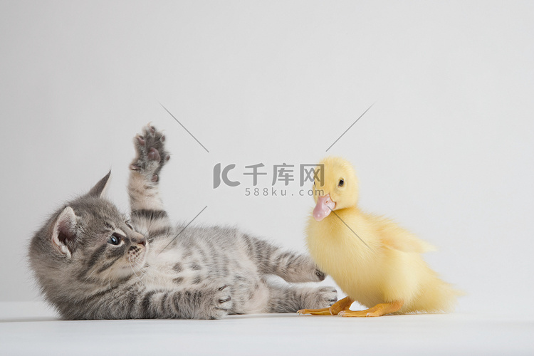 小猫和小鸭工作室拍摄