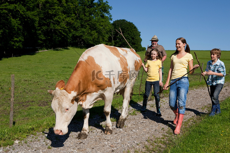 农民家庭赶牛回家