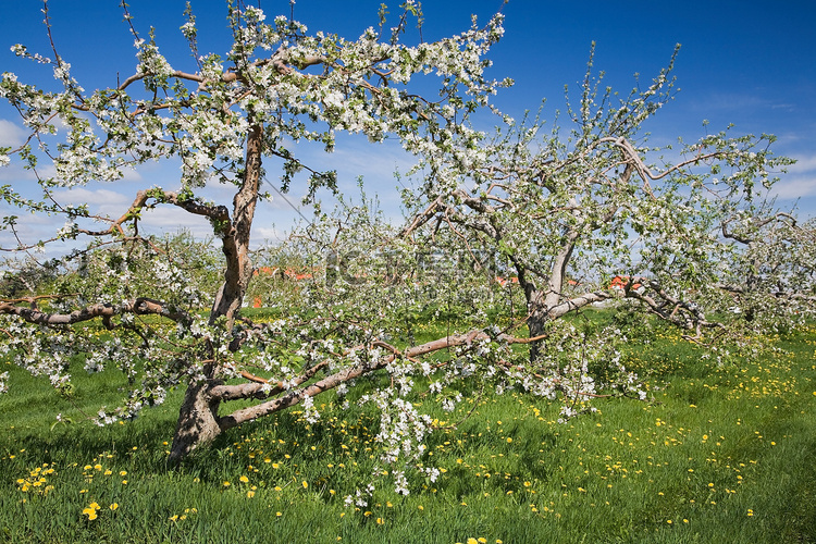 田野里树上的苹果花