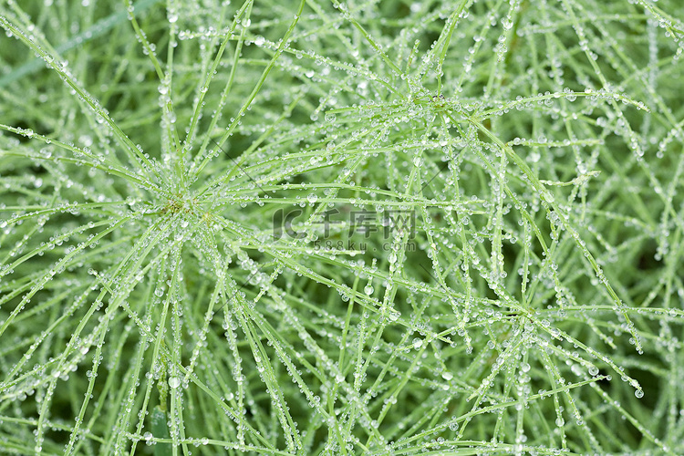 植物上的露水