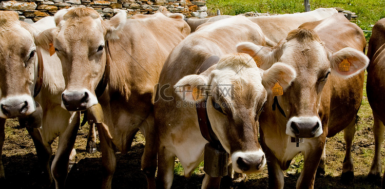 一排四头牛