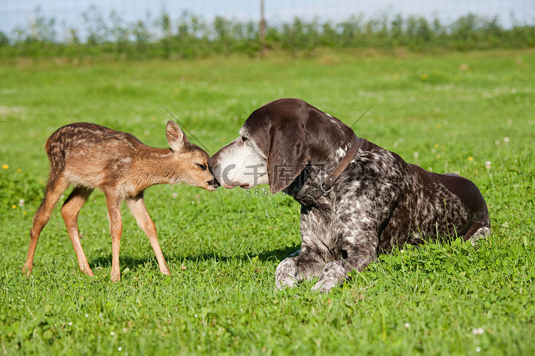 小鹿和狗坐在草地上