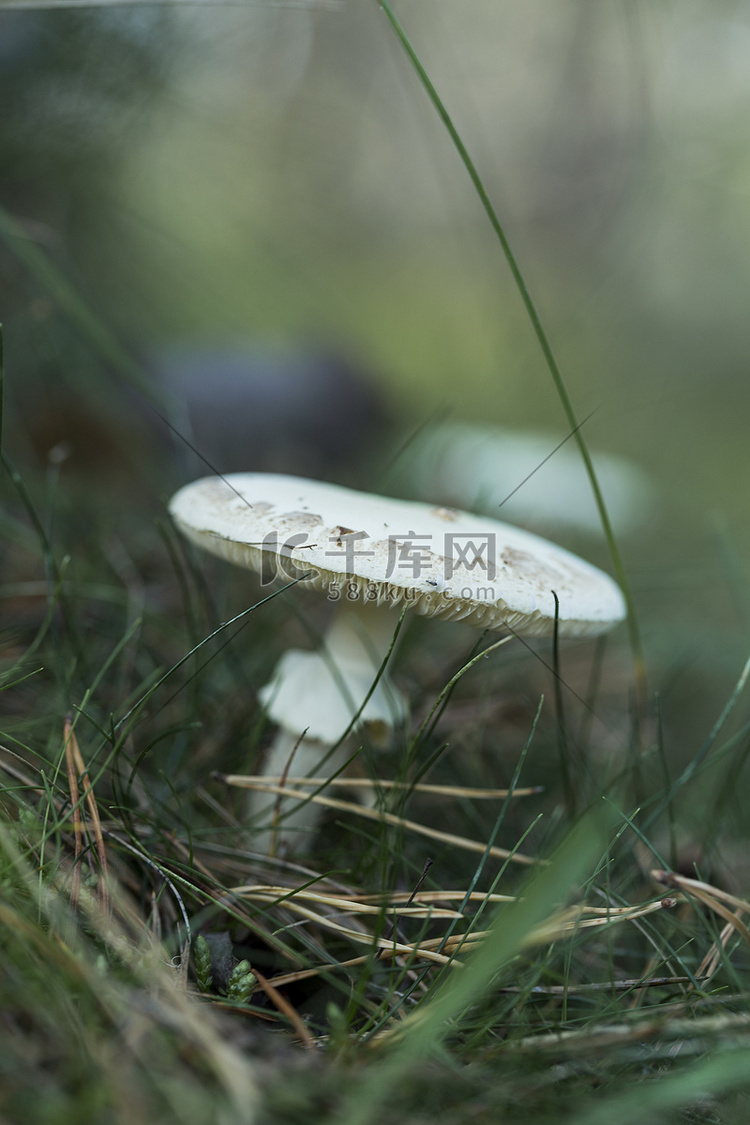 草丛中的白蘑菇特写