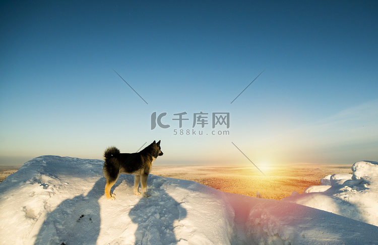 狗站在雪山上日落俄罗斯