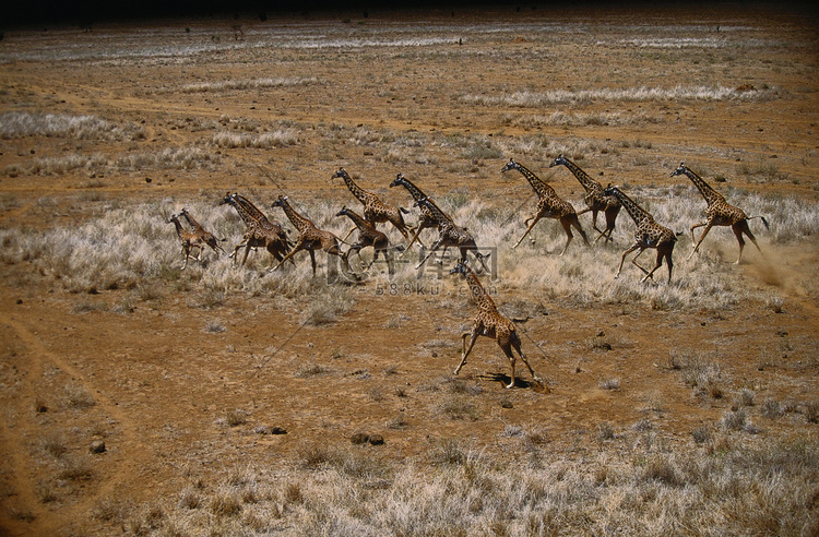 长颈鹿奔跑