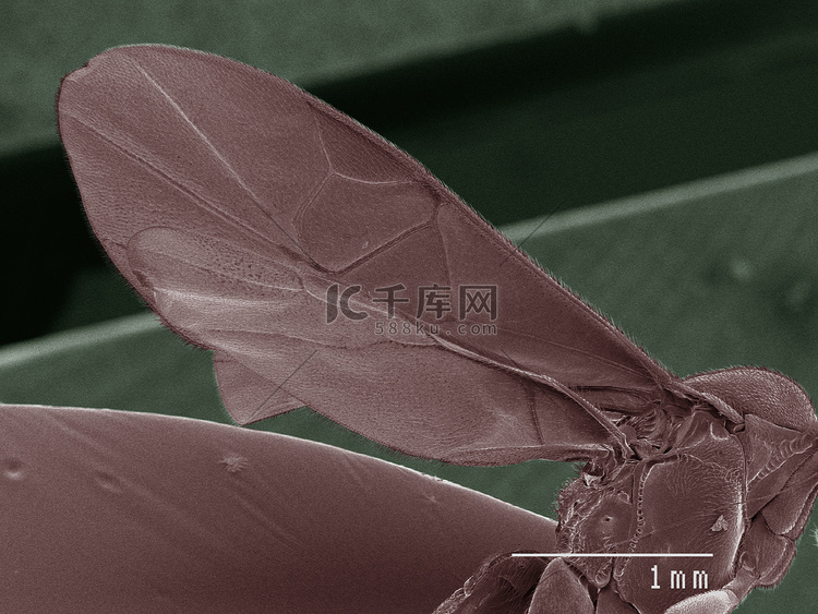 寄生蜂翅膀的彩色扫描电子显微镜