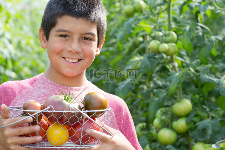 男孩采摘新鲜西红柿