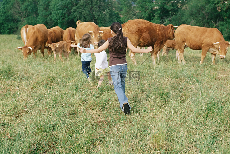 女孩们在牛群前奔跑