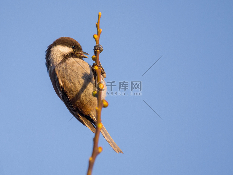 板栗背山雀红背山雀