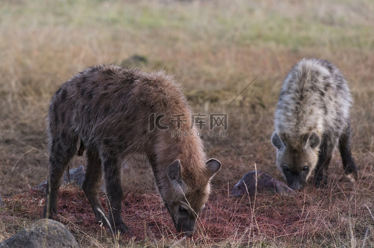 斑点鬣狗马赛马拉肯尼亚非洲