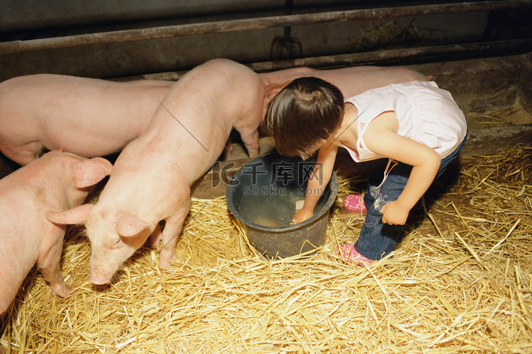 女孩要洗猪