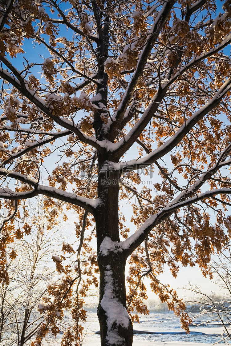 田野里白雪覆盖的树