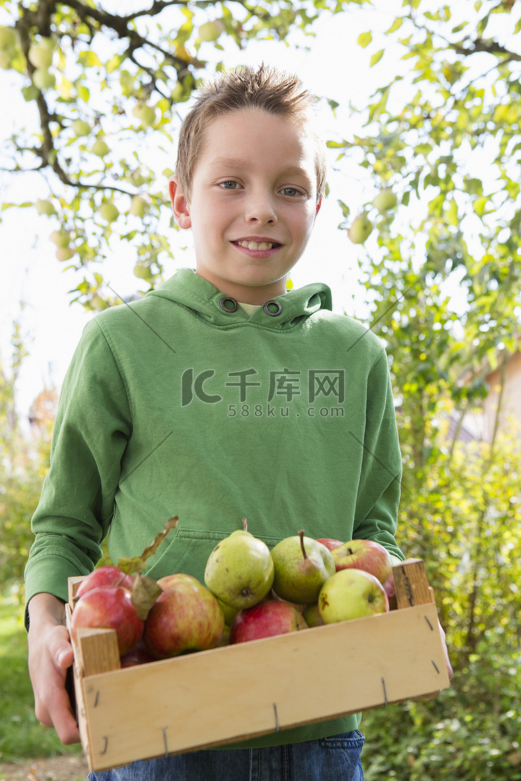 果园里提着一箱箱苹果的男孩的肖