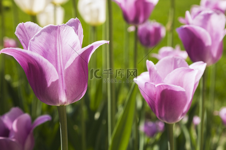 春天里淡紫色和白色的郁金香花朵