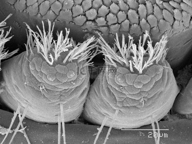 石蝇扫描电子显微镜上的刚毛