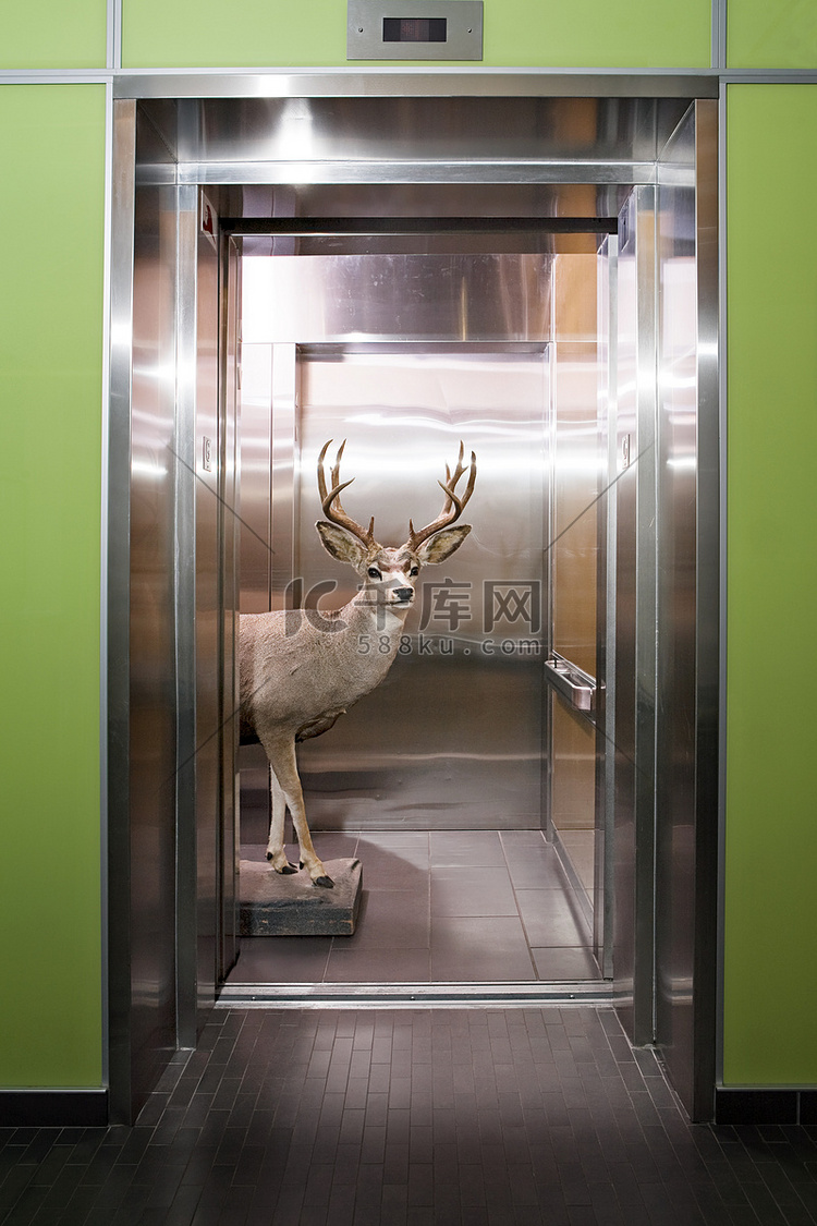 电梯里的鹿