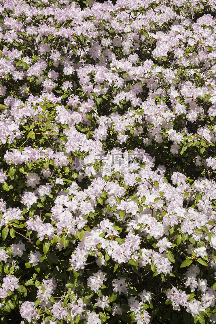 白色和淡紫色开花杜鹃杜鹃灌木春