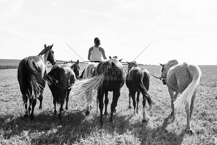 后视图女子骑马牵着六匹马在田野