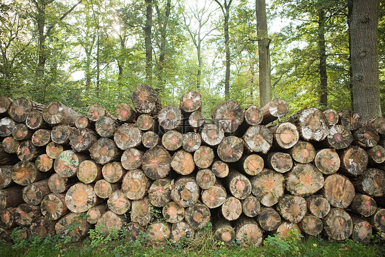 森林里一堆被砍倒的树
