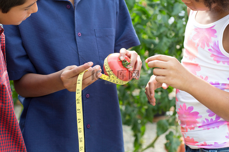 三个孩子在测量西红柿