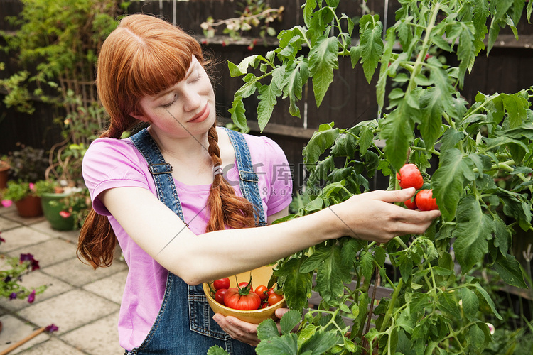 一名妇女从西红柿树上摘番茄