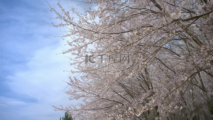 贵州平坝大片樱花树实拍