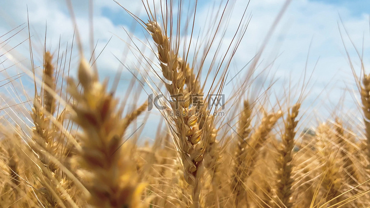 实拍农业丰收麦子成熟麦穗特写