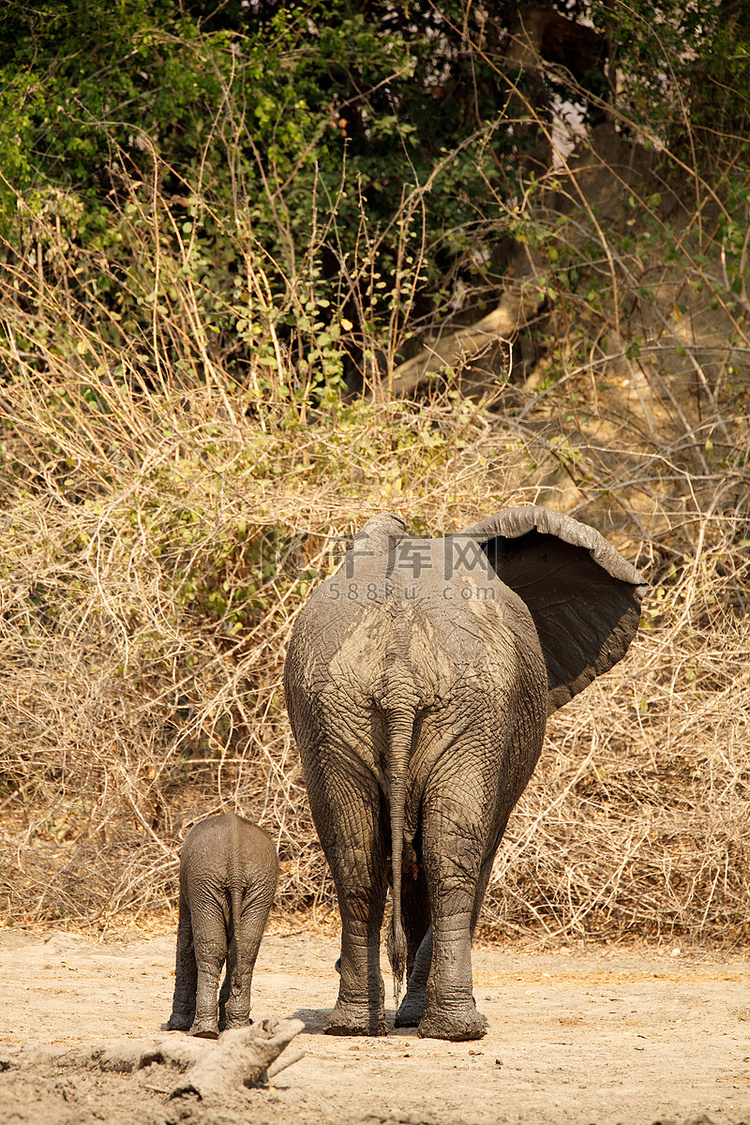 非洲象和小象的背部津巴布韦玛纳