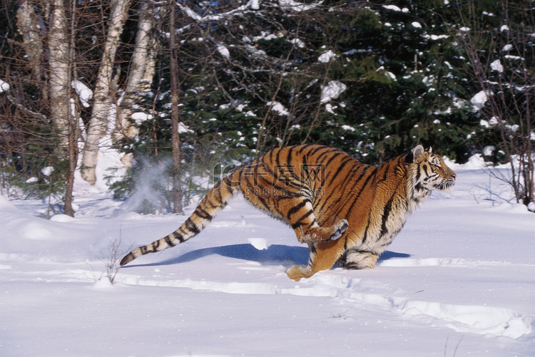 东北虎在雪地里奔跑