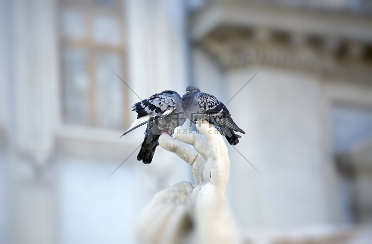 意大利罗马两只鸽子栖息在雕刻的