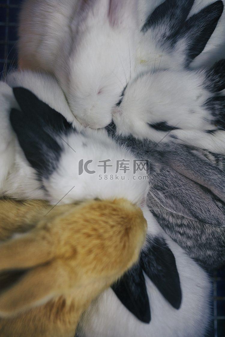 上海鸟花市场兔子挤成一团的俯瞰